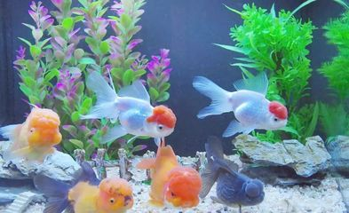 次氯酸消毒液可以給魚缸消毒嗎：次氯酸消毒液使用注意事項次氯酸消毒液的使用注意事項