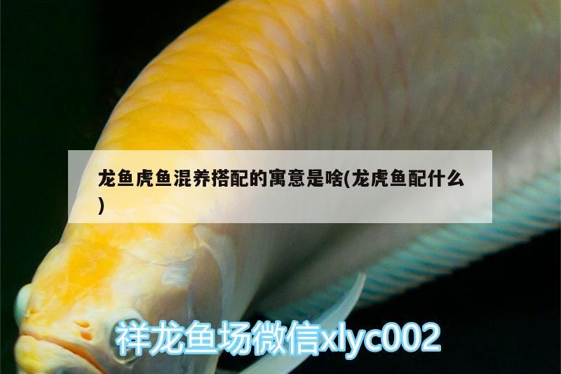 龍魚虎魚混養搭配的寓意是啥(龍虎魚配什么)