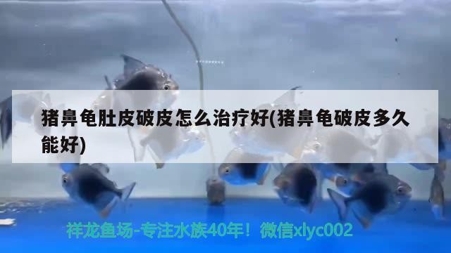 豬鼻龜肚皮破皮怎么治療好(豬鼻龜破皮多久能好)