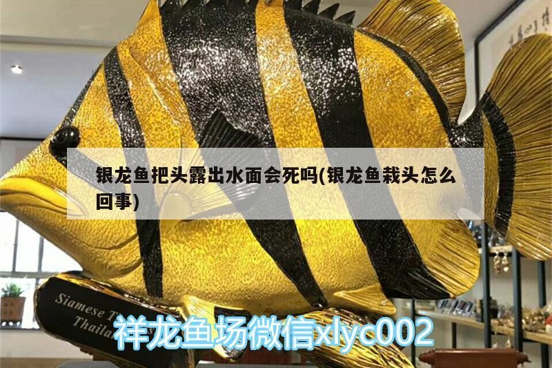 銀龍魚把頭露出水面會(huì)死嗎(銀龍魚栽頭怎么回事)
