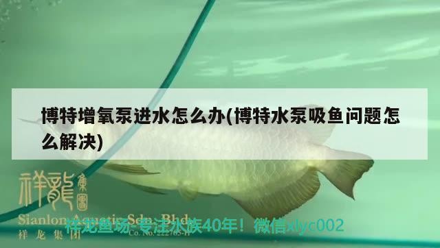 博特增氧泵進水怎么辦(博特水泵吸魚問題怎么解決)