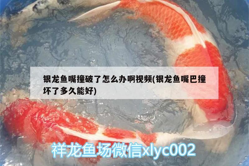 銀龍魚嘴撞破了怎么辦啊視頻(銀龍魚嘴巴撞壞了多久能好)