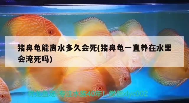 豬鼻龜能離水多久會死(豬鼻龜一直養在水里會淹死嗎) 豬鼻龜能離水多久會死(豬鼻龜一直養在水里會淹死嗎) 豬鼻龜百科