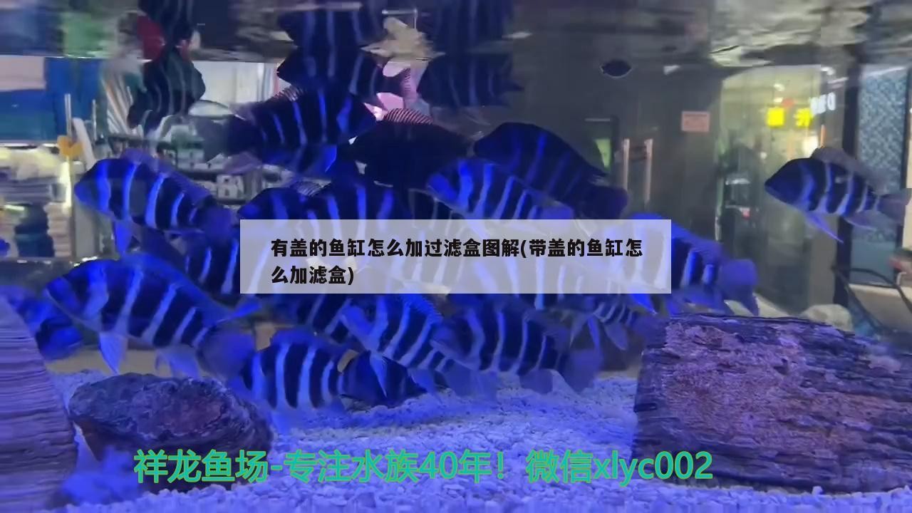 有蓋的魚缸怎么加過濾盒圖解(帶蓋的魚缸怎么加濾盒)