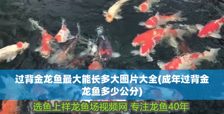 藍底過背金龍能長多大