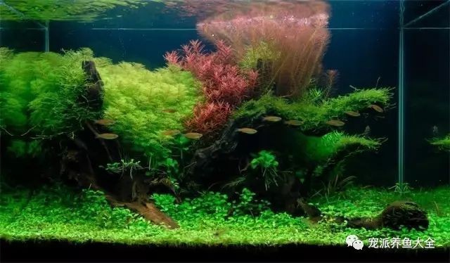 鄭州市美尚水族科技有限公司（鄭州市美尚水族科技有限公司怎么樣）