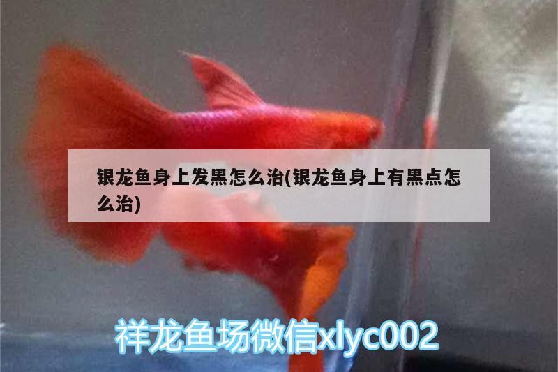 銀龍魚身上發黑怎么治(銀龍魚身上有黑點怎么治)