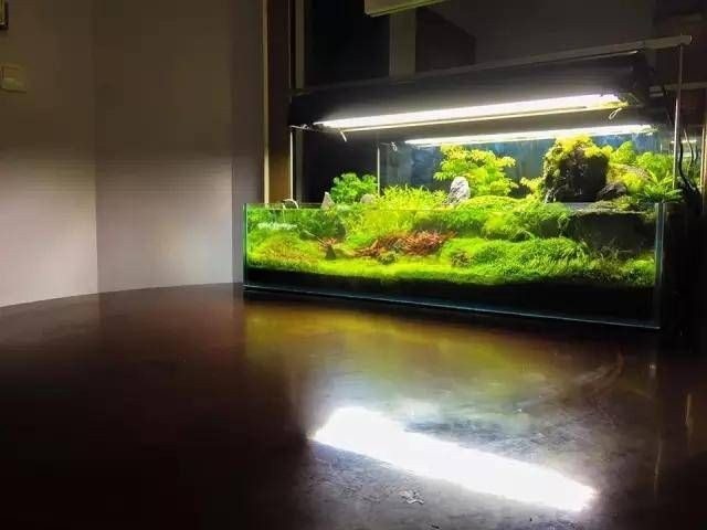大魚缸水草放哪里好呢:魚缸水草的擺放位置