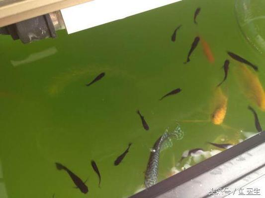 太原市迎澤區魚龍門水族經銷部（太原市迎澤區魚龍門水族經銷部電話）