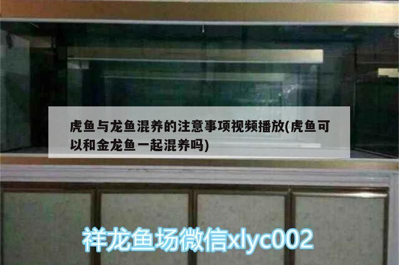 虎魚(yú)與龍魚(yú)混養(yǎng)的注意事項(xiàng)視頻播放(虎魚(yú)可以和金龍魚(yú)一起混養(yǎng)嗎)