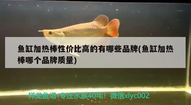 魚缸加熱棒性價比高的有哪些品牌(魚缸加熱棒哪個品牌質量)