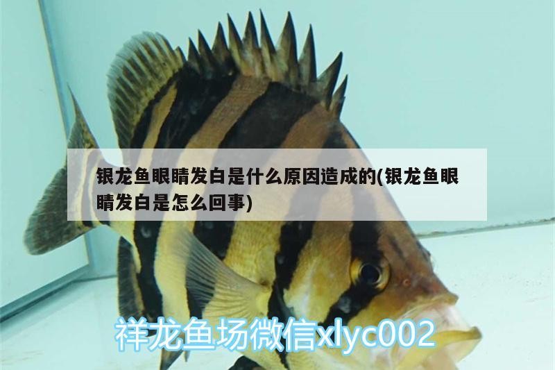 銀龍魚眼睛發白是什么原因造成的(銀龍魚眼睛發白是怎么回事)