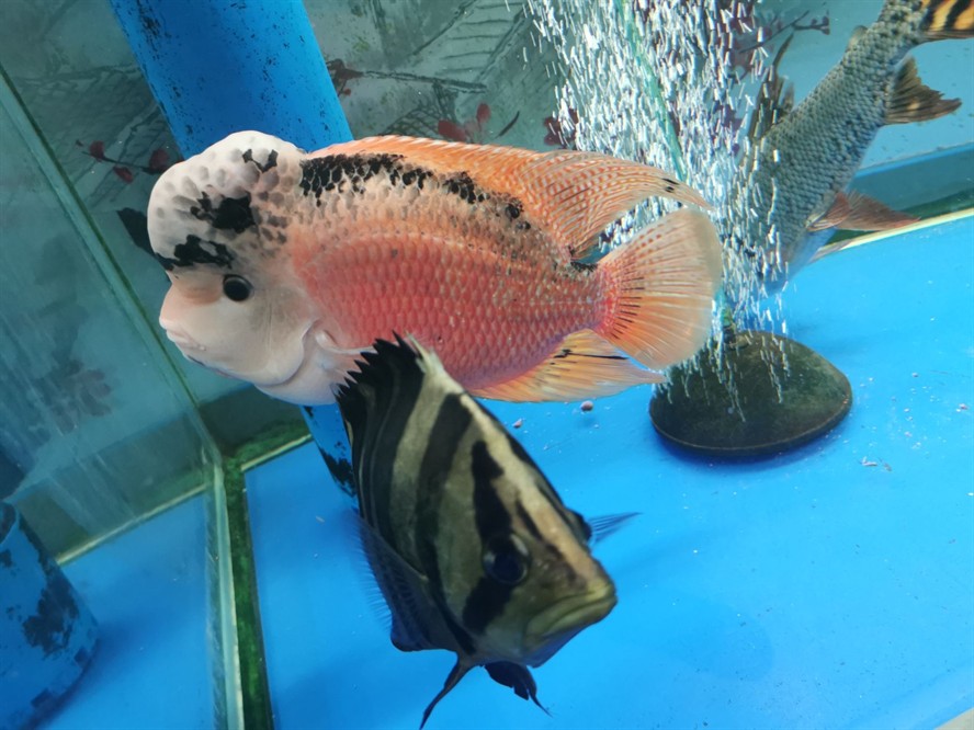 求助虎魚最近一周吃了再吐出來