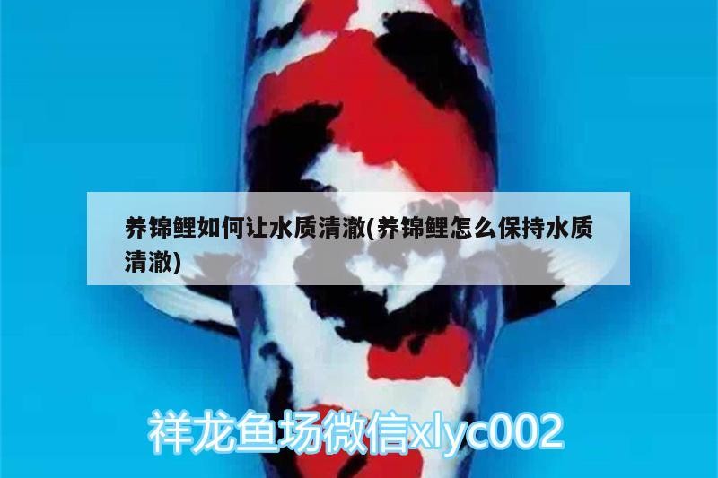養錦鯉如何讓水質清澈(養錦鯉怎么保持水質清澈)
