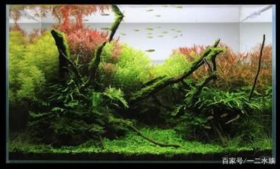 草缸魚缸哪個(gè)好養(yǎng)
