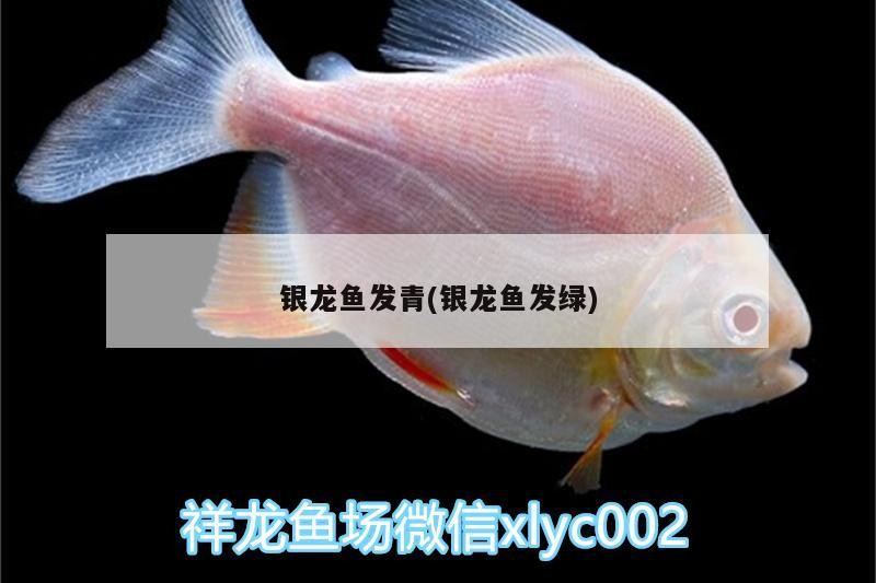 銀龍魚發青(銀龍魚發綠)