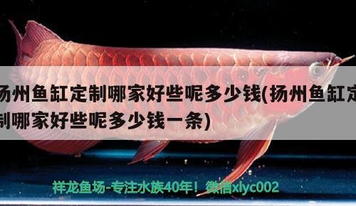 揚州魚缸定制哪家好些呢多少錢(揚州魚缸定制哪家好些呢多少錢一條)