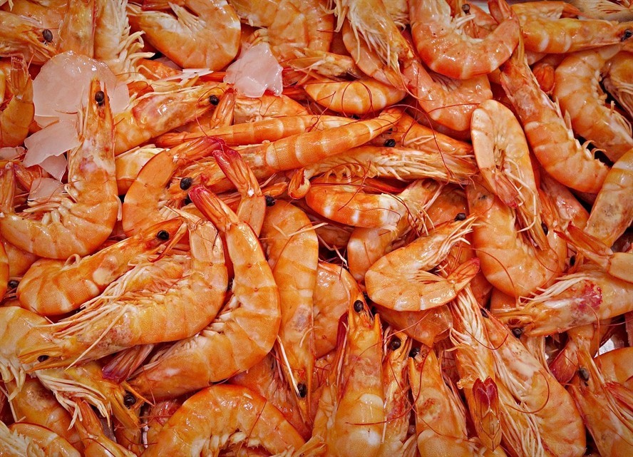 和龍魚混養什么魚最好養（龍魚都能和什么魚混養）
