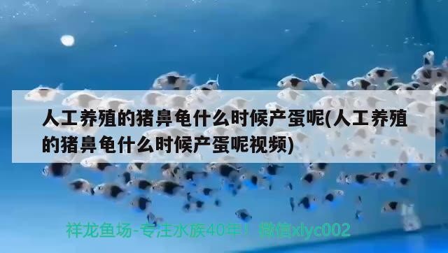人工養(yǎng)殖的豬鼻龜什么時候產蛋呢(人工養(yǎng)殖的豬鼻龜什么時候產蛋呢視頻)