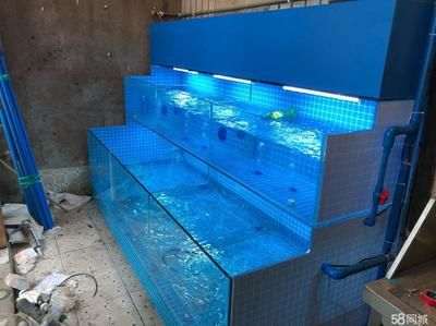 超市魚缸的魚該怎么養活呢：在超市養魚需要注意哪些問題？