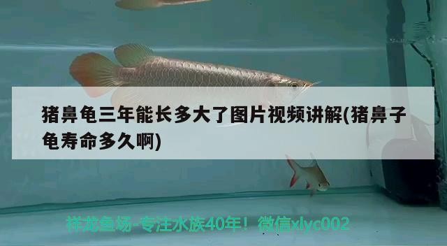 豬鼻龜三年能長多大了圖片視頻講解(豬鼻子龜壽命多久啊)