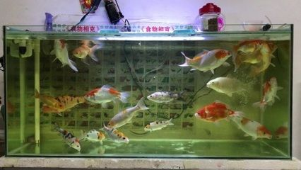 1米2魚缸養30公分錦鯉幾條：1米2的魚缸養30公分錦鯉幾條