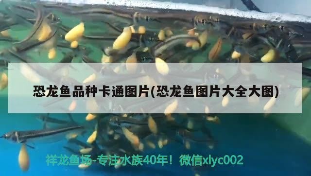銀龍魚苗長什么樣子圖片視頻大全(銀龍魚苗多少錢)