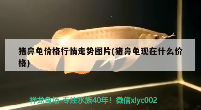 豬鼻龜價格行情走勢圖片(豬鼻龜現在什么價格)