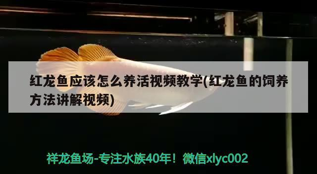 紅龍魚應該怎么養活視頻教學(紅龍魚的飼養方法講解視頻)