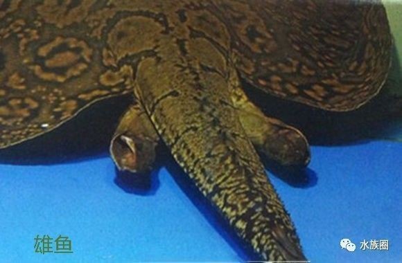 帝王魟魚繁殖期飼料選擇，帝王魟魚繁殖期營養(yǎng)需求，活餌對帝王魟魚繁殖的影響