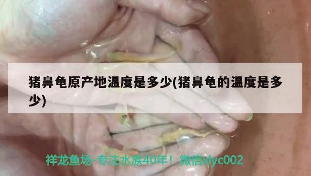 豬鼻龜原產地溫度是多少(豬鼻龜的溫度是多少)