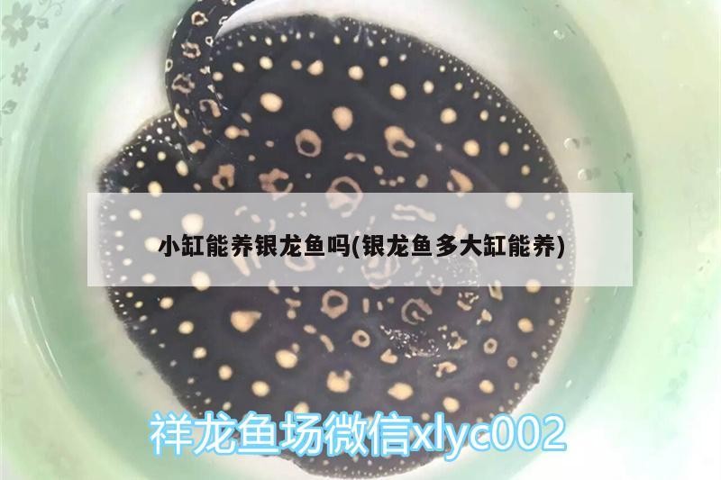 小缸能養(yǎng)銀龍魚嗎(銀龍魚多大缸能養(yǎng))