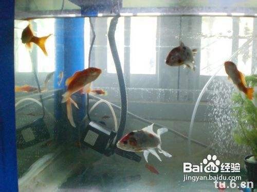 成品魚缸底部開孔視頻教程全集（成品魚缸底部開孔視頻教程全集圖片）
