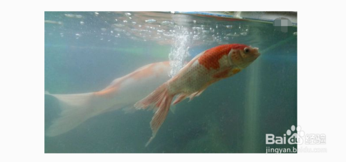 扁形魚缸造景圖片大全集視頻（扁形魚缸造景圖片大全集視頻教程）