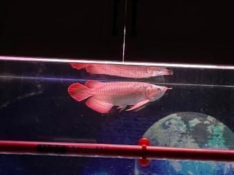 紅龍魚換水趴缸怎么辦啊？：紅龍魚換水后出現趴缸現象是由于水質變化、疾病或缺氧等原因引起