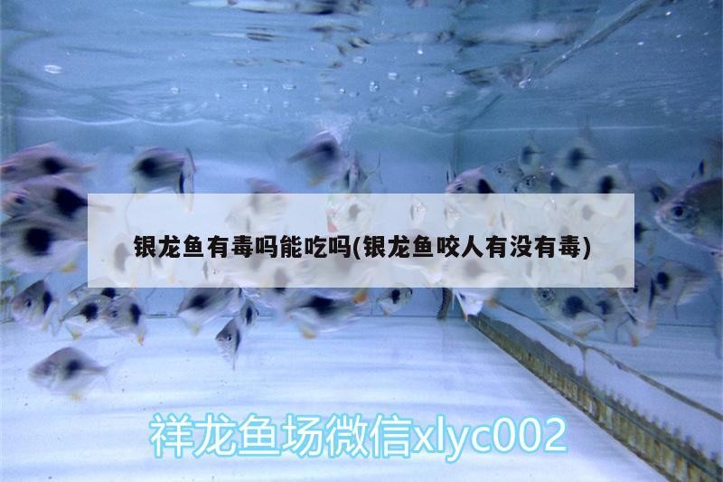 銀龍魚有毒嗎能吃嗎(銀龍魚咬人有沒有毒)