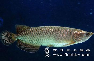 紅龍魚背比較黑是怎么了：紅龍魚背部發黑可能由多種因素引起，紅龍魚背部發黑的原因及解決辦法