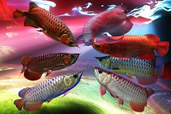 龍魚發(fā)色過程圖解