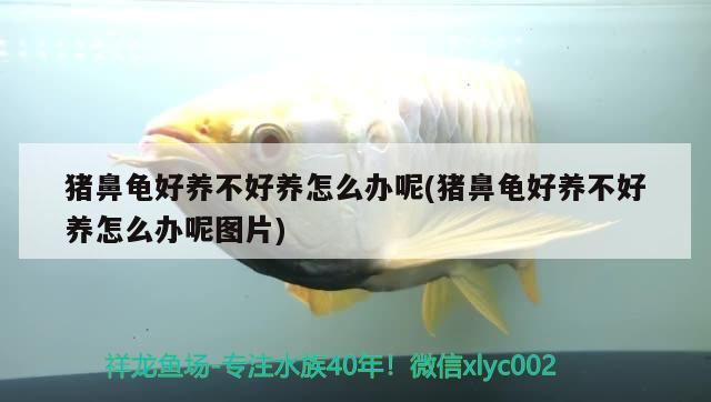 豬鼻龜好養不好養怎么辦呢(豬鼻龜好養不好養怎么辦呢圖片)