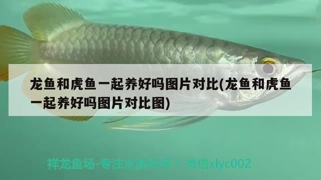龍魚和虎魚一起養好嗎圖片對比(龍魚和虎魚一起養好嗎圖片對比圖)