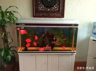 多大的魚缸養(yǎng)多大的魚
