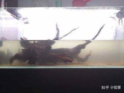 多大的魚缸養(yǎng)多大的魚