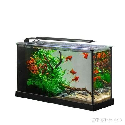 多大的魚缸養(yǎng)多大的魚