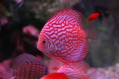 巴南哪里有魚缸賣的店呢：巴南區與魚缸銷售相關的店鋪及其位置信息及其位置信息