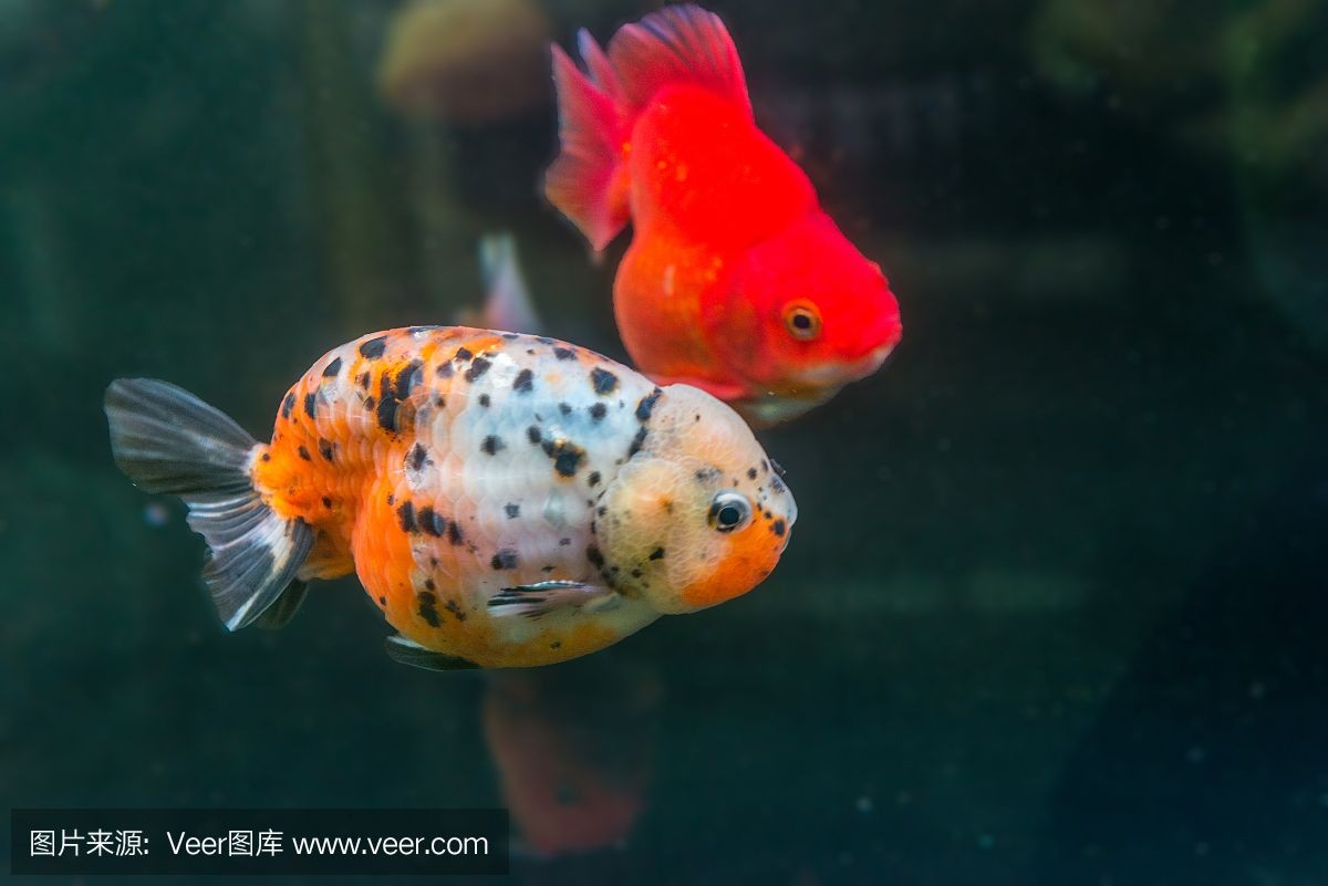 巴南哪里有魚缸賣的店呢：巴南區與魚缸銷售相關的店鋪及其位置信息及其位置信息