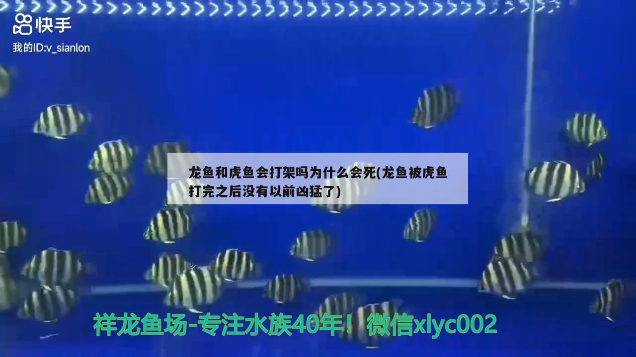 龍魚和虎魚會打架嗎為什么會死(龍魚被虎魚打完之后沒有以前兇猛了)