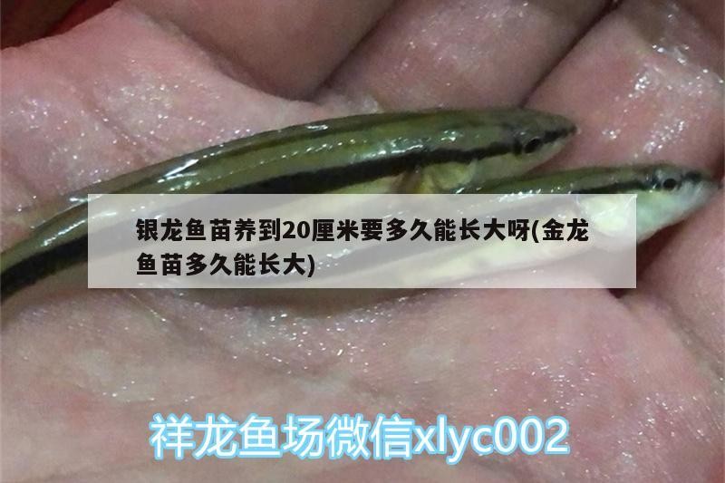 銀龍魚苗養(yǎng)到20厘米要多久能長(zhǎng)大呀(金龍魚苗多久能長(zhǎng)大)
