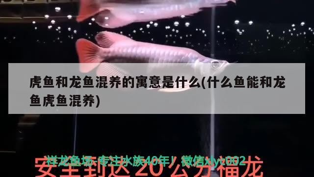 虎魚和龍魚混養(yǎng)的寓意是什么(什么魚能和龍魚虎魚混養(yǎng))
