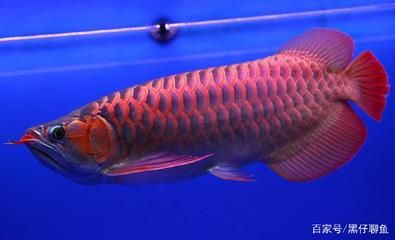 為什么一定要買印尼紅龍魚養殖：養殖印尼紅龍魚需要注意的事項