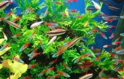 大魚缸養小魚群好嗎：大魚缸養小魚群養既有優點也有缺點包括提供更好的生活空間